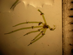 Lamprothamnium beilbyae