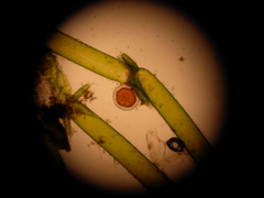 Lamprothamnium beilbyae