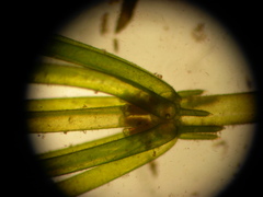 Lamprothamnium beilbyae