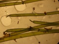 Lamprothamnium beilbyae