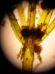 Lamprothamnium beilbyae