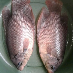 Osphronemus goramy