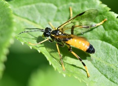 Tenthredo maculata