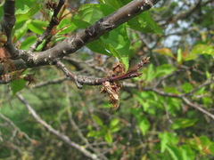 Monilinia laxa