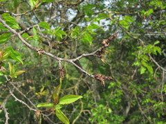 Monilinia laxa