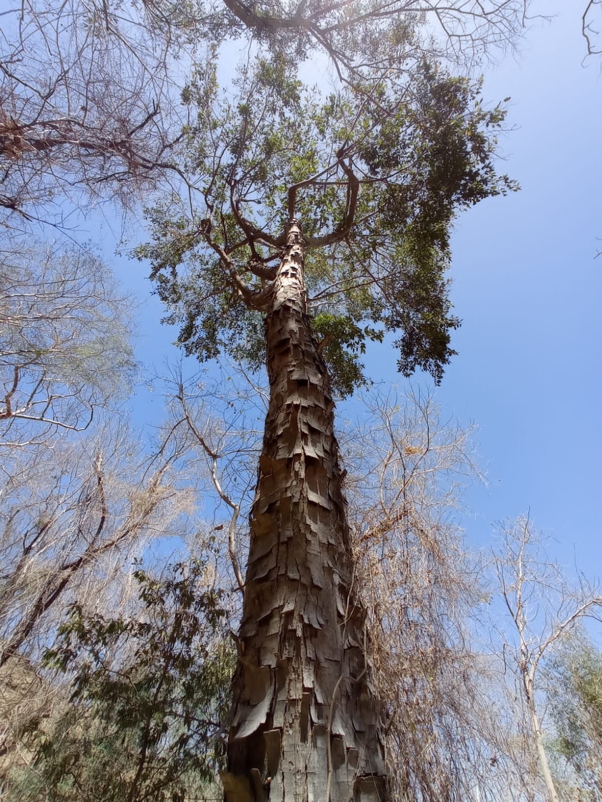 Brosimum alicastrum Sw.