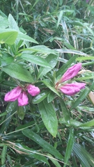 Rhododendron