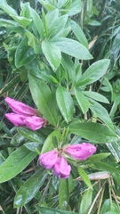 Rhododendron