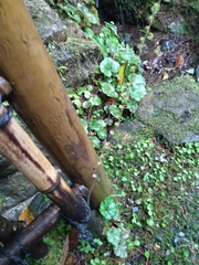 Asimitellaria furusei