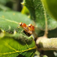 Thaumatomyia rubida