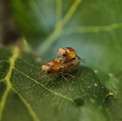 Thaumatomyia rubida