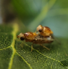 Thaumatomyia rubida