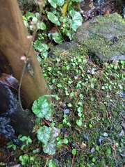 Asimitellaria furusei