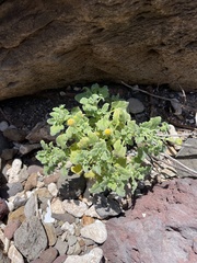 Perityle socorrosensis