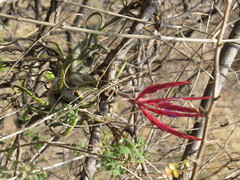 Tillandsia caput-medusae
