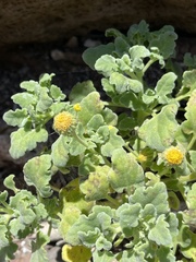 Perityle socorrosensis