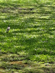 Acridotheres javanicus