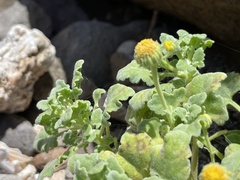 Perityle socorrosensis