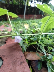 Ruellia repens