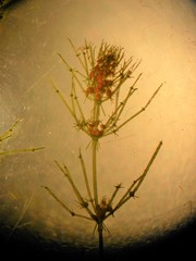 Lamprothamnium australicum