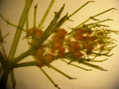 Lamprothamnium australicum