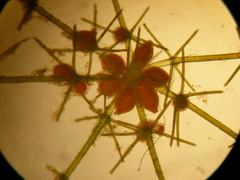 Lamprothamnium australicum