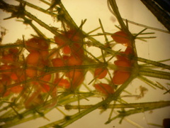 Lamprothamnium australicum