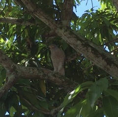 Rupornis magnirostris