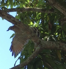 Rupornis magnirostris