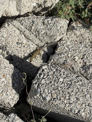 Urosaurus clarionensis