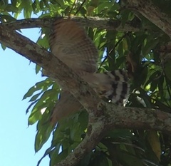 Rupornis magnirostris