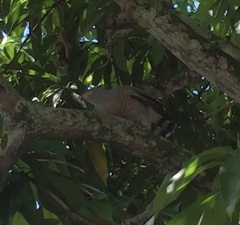 Rupornis magnirostris