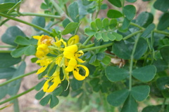 Coronilla valentina glauca