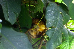 Cyclopes dorsalis