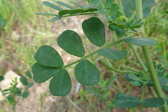 Coronilla valentina glauca