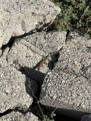 Urosaurus clarionensis
