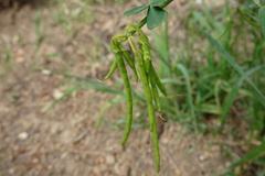 Coronilla valentina glauca