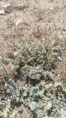 Echium angustifolium