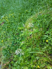 Valeriana flaccidissima