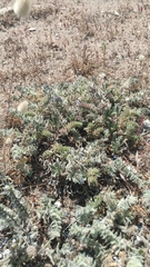 Echium angustifolium