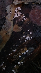 Fungi