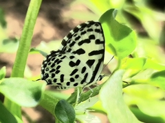 Castalius rosimon