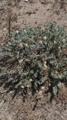 Echium angustifolium