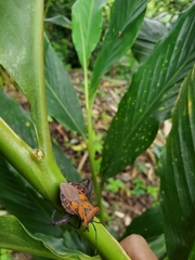 Piezogaster auriculatus