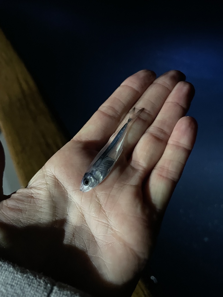 Longfin silverside