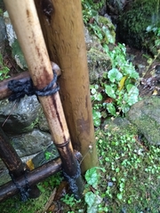 Asimitellaria furusei