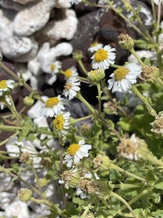 Perityle socorrosensis