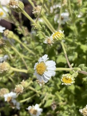 Perityle socorrosensis