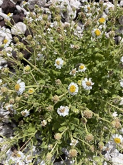 Perityle socorrosensis