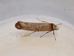 Pseudoswammerdamia combinella